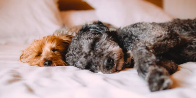 Le 5 mosse per vacanze serene con cane e gatto